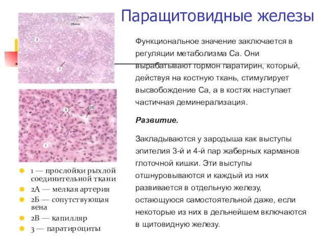 Функциональное значение заключается в регуляции метаболизма Са. Они вырабатывают гормон паратирин, который,