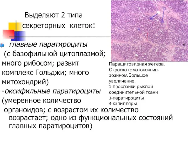 Выделяют 2 типа секреторных клеток: главные паратироциты (с базофильной цитоплазмой; много рибосом;