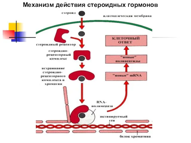 Механизм действия стероидных гормонов