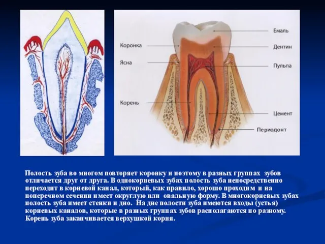 Полость зуба во многом повторяет коронку и поэтому в разных группах зубов