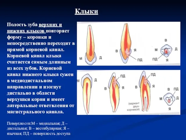 Клыки Полость зуба верхних и нижних клыков повторяет форму – коронки и