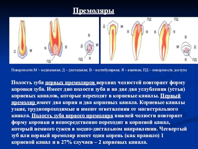 Премоляры Поверхности:М – медиальная; Д – дистальная; В – вестибулярная; Я –