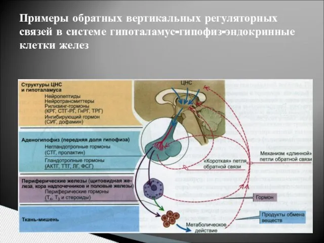 Примеры обратных вертикальных регуляторных связей в системе гипоталамус-гипофиз-эндокринные клетки желез