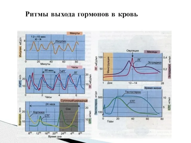 Ритмы выхода гормонов в кровь