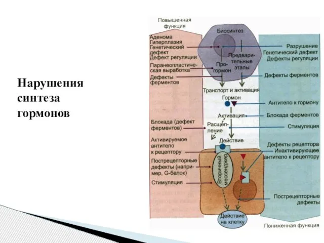 Нарушения синтеза гормонов