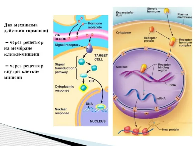 Два механизма действия гормонов: – через рецептор на мембране клетки-мишени – через рецептор внутри клетки-мишени