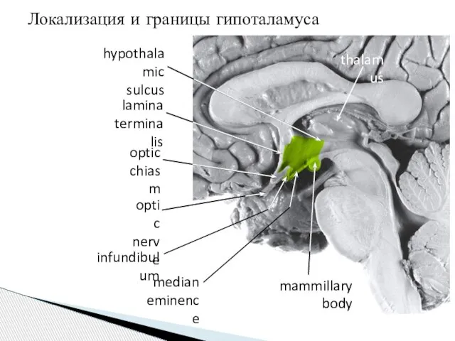 Локализация и границы гипоталамуса