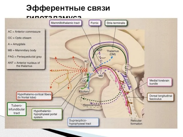 Эфферентные связи гипоталамуса