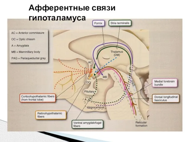 Афферентные связи гипоталамуса