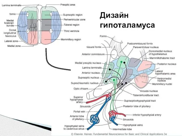 Дизайн гипоталамуса