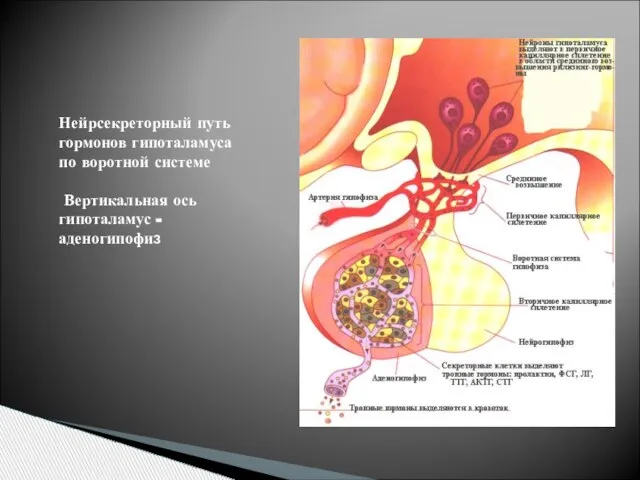 Нейрсекреторный путь гормонов гипоталамуса по воротной системе Вертикальная ось гипоталамус - аденогипофиз