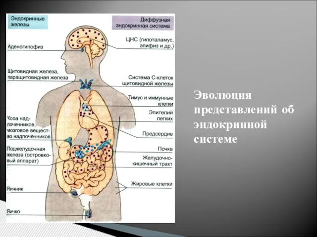 Эволюция представлений об эндокринной системе