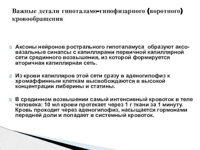 Аксоны нейронов рострального гипоталамуса образуют аксо-вазальные синапсы с капиллярами первичной капиллярной сети