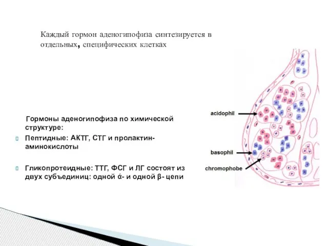 Гормоны аденогипофиза по химической структуре: Пептидные: АКТГ, СТГ и пролактин-аминокислоты Гликопротеидные: ТТГ,