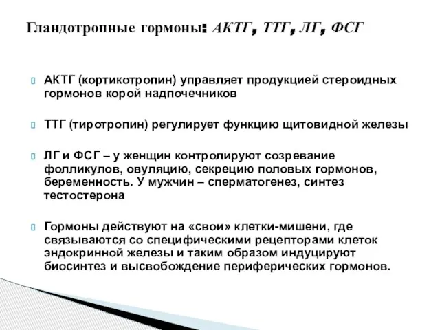 АКТГ (кортикотропин) управляет продукцией стероидных гормонов корой надпочечников ТТГ (тиротропин) регулирует функцию