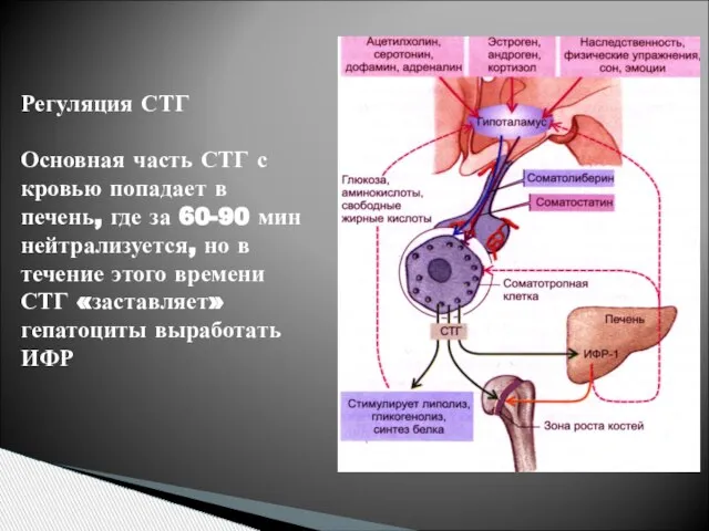 Регуляция СТГ Основная часть СТГ с кровью попадает в печень, где за