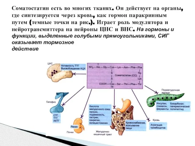 Соматостатин есть во многих тканях. Он действует на органы, где синтезируется через