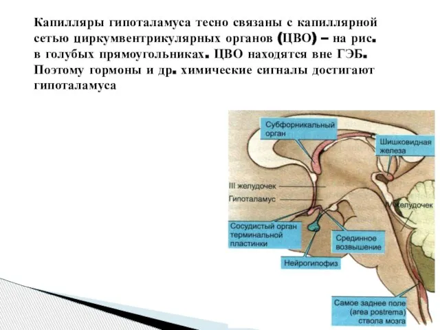 Капилляры гипоталамуса тесно связаны с капиллярной сетью циркумвентрикулярных органов (ЦВО) – на