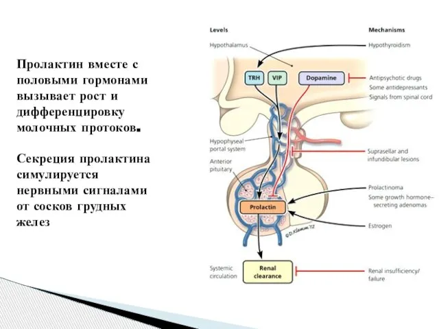 Пролактин вместе с половыми гормонами вызывает рост и дифференцировку молочных протоков. Секреция