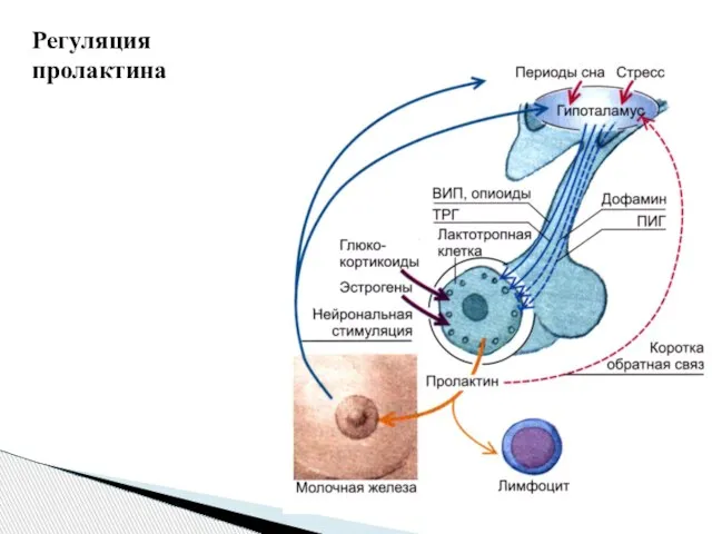 Регуляция пролактина