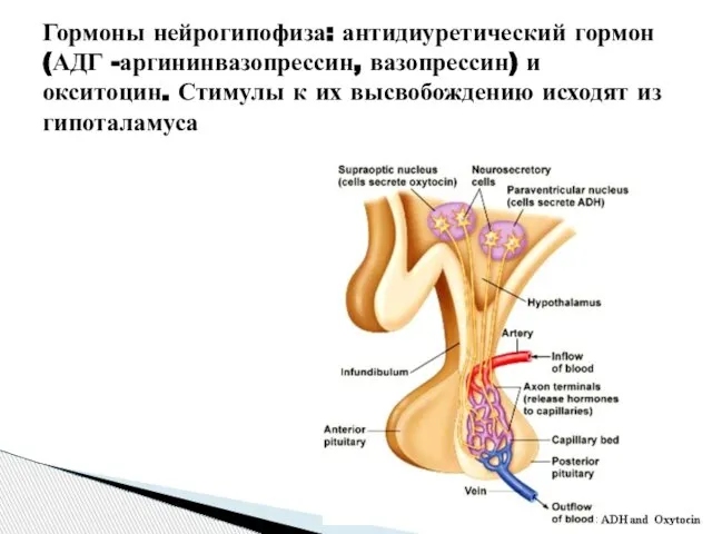 Гормоны нейрогипофиза: антидиуретический гормон (АДГ -аргининвазопрессин, вазопрессин) и окситоцин. Стимулы к их высвобождению исходят из гипоталамуса