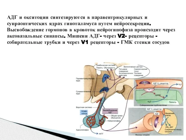 АДГ и окситоцин синтезируются в паравентрикулярных и супраоптических ядрах гипоталамуса путем нейросекреции.