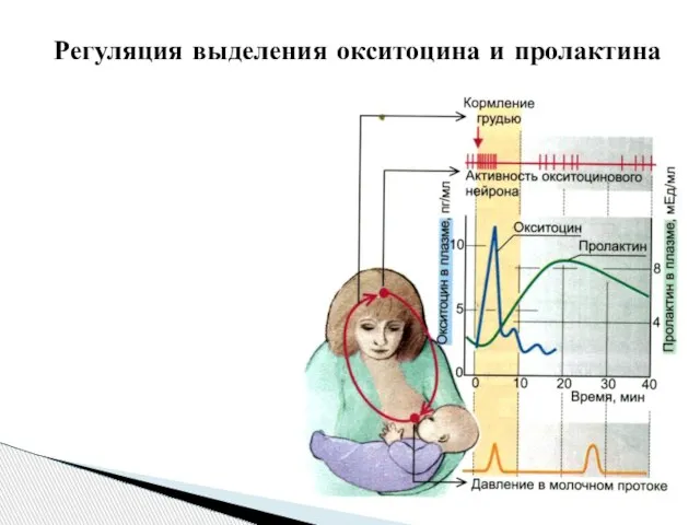 Регуляция выделения окситоцина и пролактина