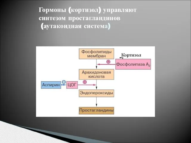 Гормоны (кортизол) управляют синтезом простагландинов (аутакоидная система)