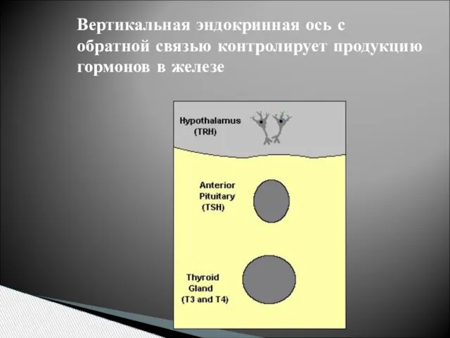 Вертикальная эндокринная ось с обратной связью контролирует продукцию гормонов в железе