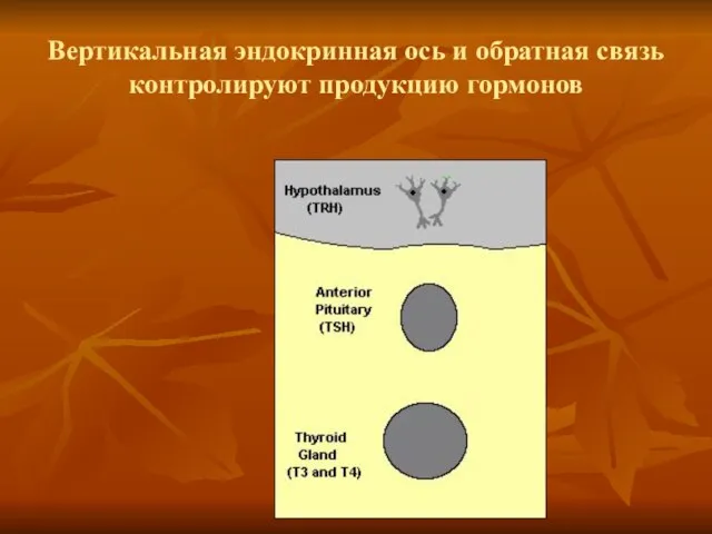 Вертикальная эндокринная ось и обратная связь контролируют продукцию гормонов