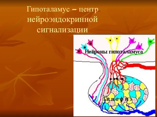 Гипоталамус – центр нейроэндокринной сигнализации