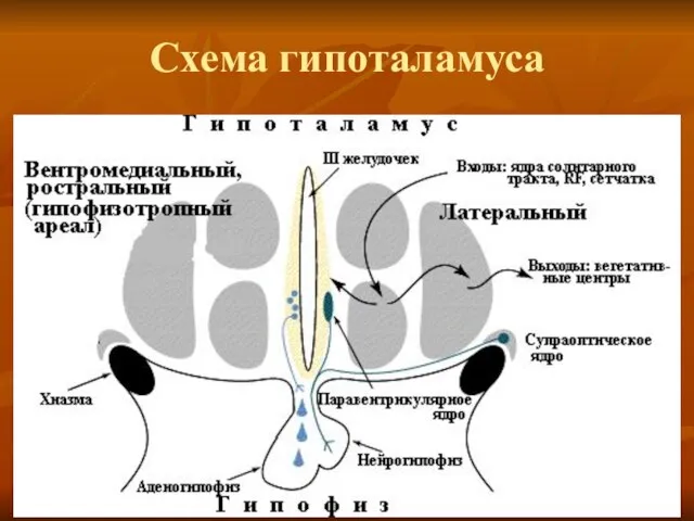 Схема гипоталамуса