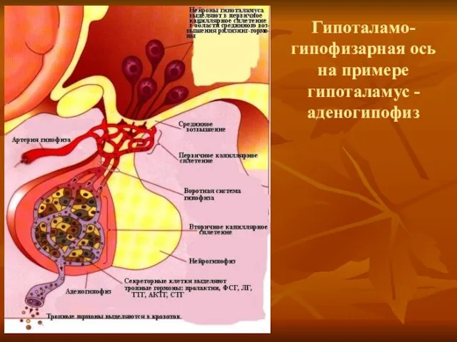 Гипоталамо-гипофизарная ось на примере гипоталамус - аденогипофиз