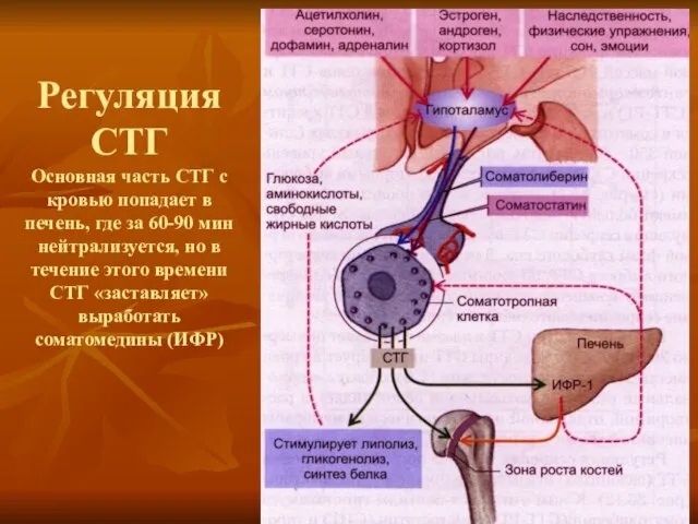 Регуляция СТГ Основная часть СТГ с кровью попадает в печень, где за