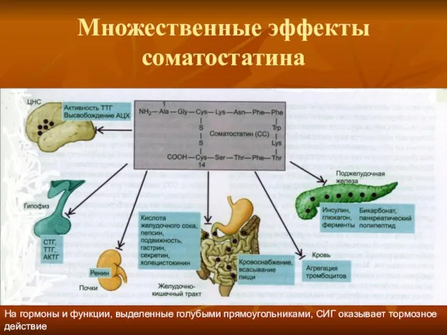 Множественные эффекты соматостатина На гормоны и функции, выделенные голубыми прямоугольниками, СИГ оказывает тормозное действие