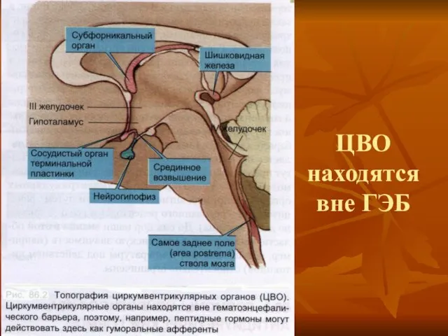 ЦВО находятся вне ГЭБ