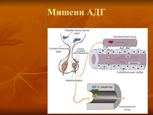 Мишени АДГ