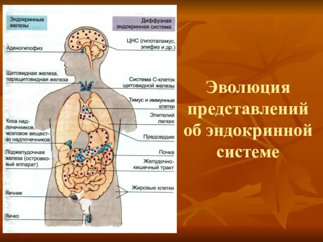 Эволюция представлений об эндокринной системе