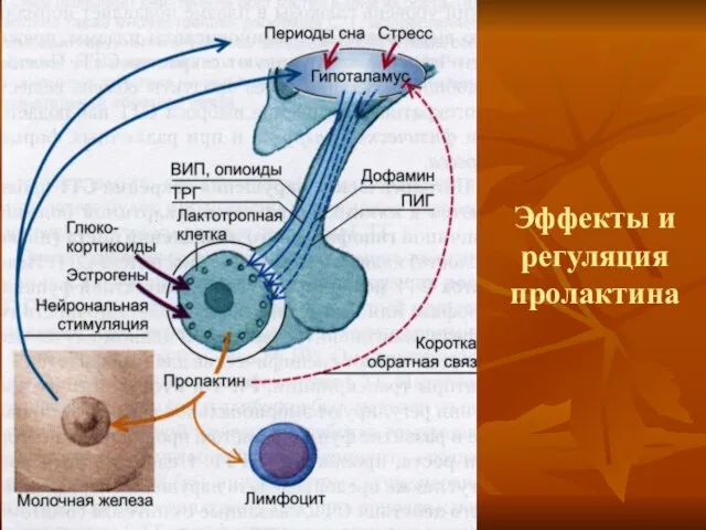 Эффекты и регуляция пролактина