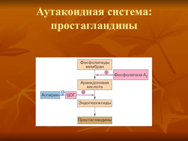 Аутакоидная система: простагландины