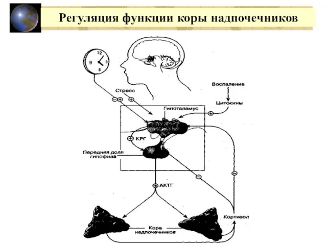 Регуляция функции коры надпочечников