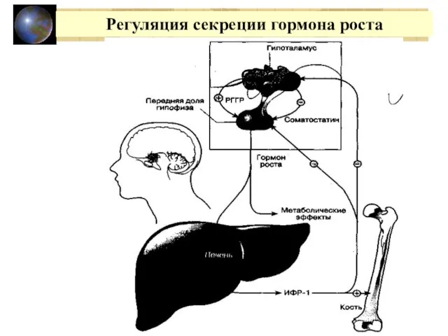 Регуляция секреции гормона роста