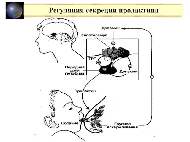 Регуляция секреции пролактина