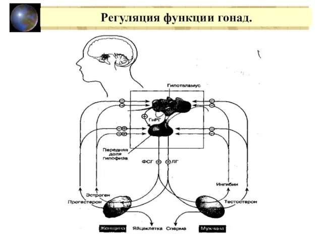 Регуляция функции гонад.