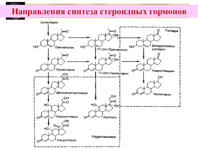 Направления синтеза стероидных гормонов