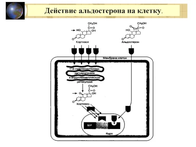 Действие альдостерона на клетку.