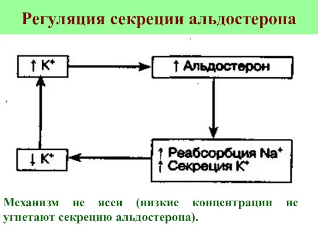 Регуляция секреции альдостерона Механизм не ясен (низкие концентрации не угнетают секрецию альдостерона).