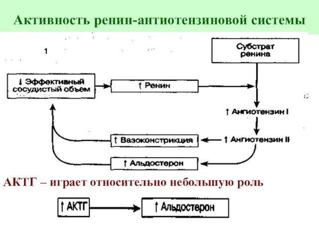 Активность ренин-антиотензиновой системы АКТГ – играет относительно небольшую роль