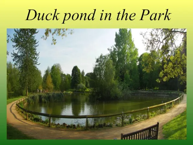 Duck pond in the Park