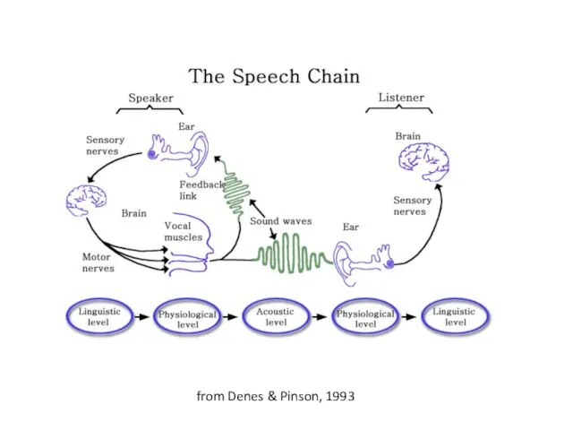 from Denes & Pinson, 1993